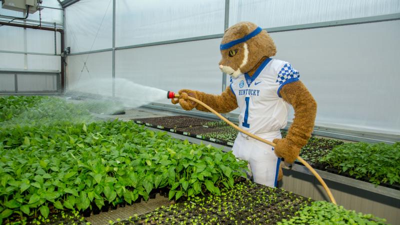 wildcat mascot holding a rake